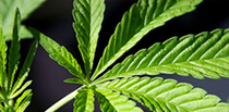 Cannabis in Sport